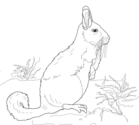 Southern Viscacha Coloring Page